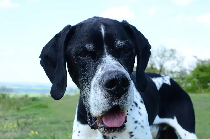 An English Pointer
