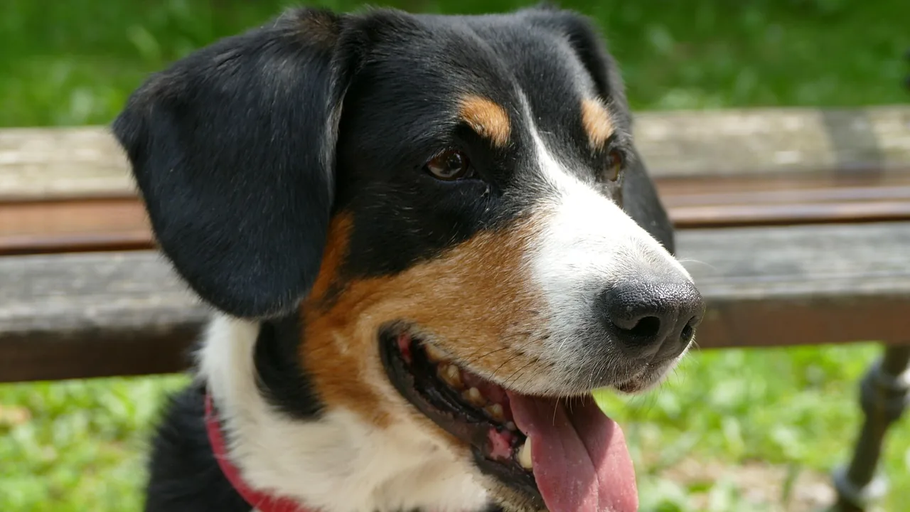 An Entlebucher Mountain Dog