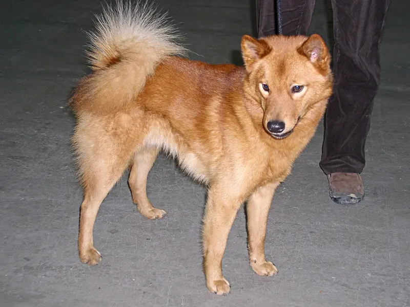 Finnish Spitz, photo 3
