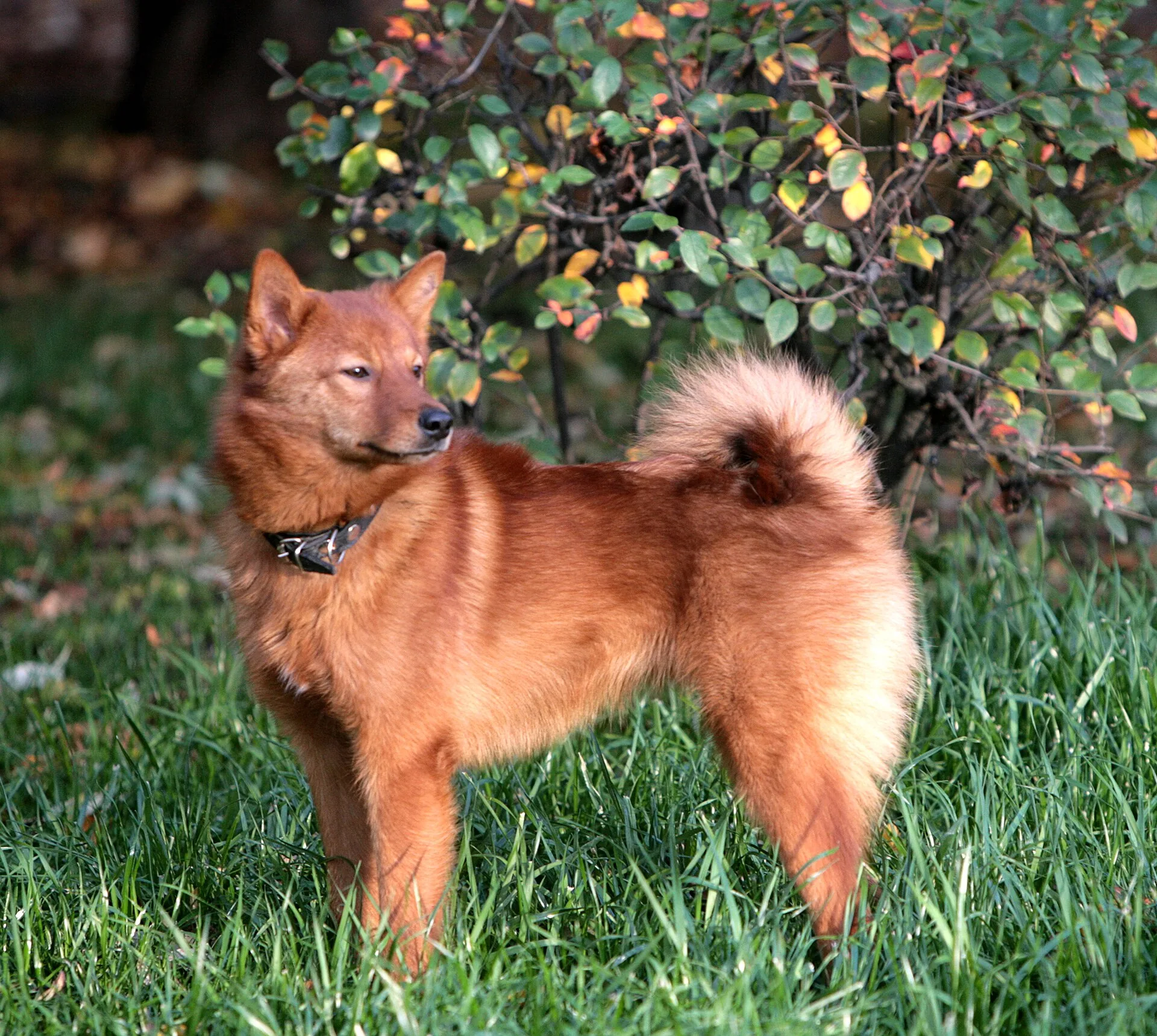 A Finnish Spitz