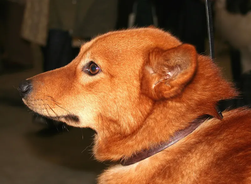Finnish Spitz, photo 2