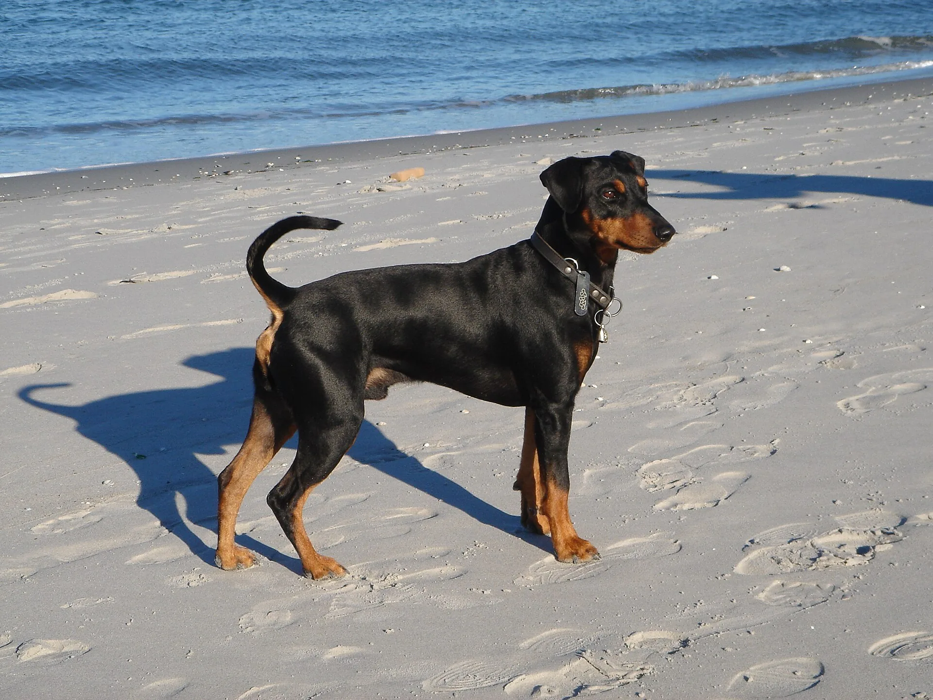 A German Pinscher