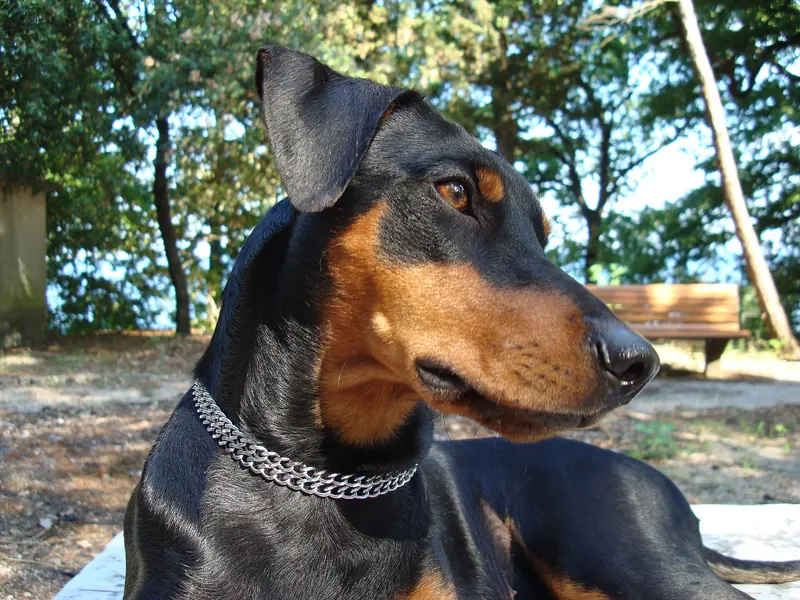 German Pinscher, photo 2