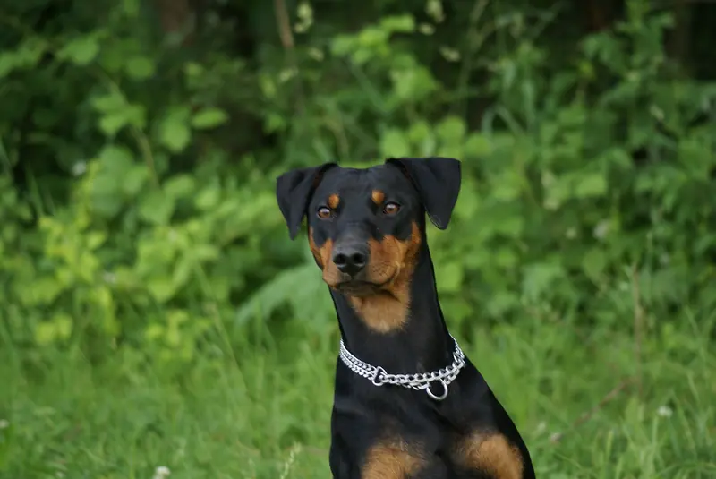 German Pinscher, photo 4