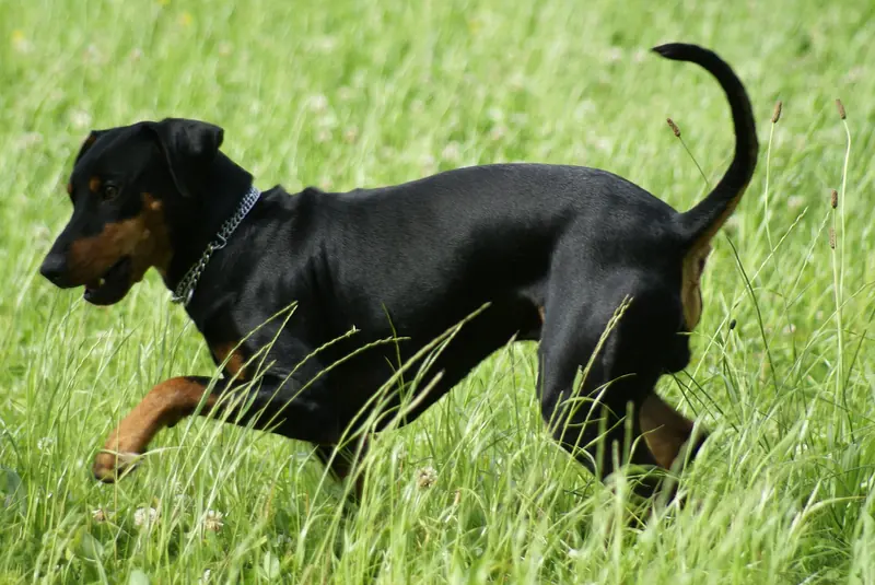 German Pinscher, photo 3