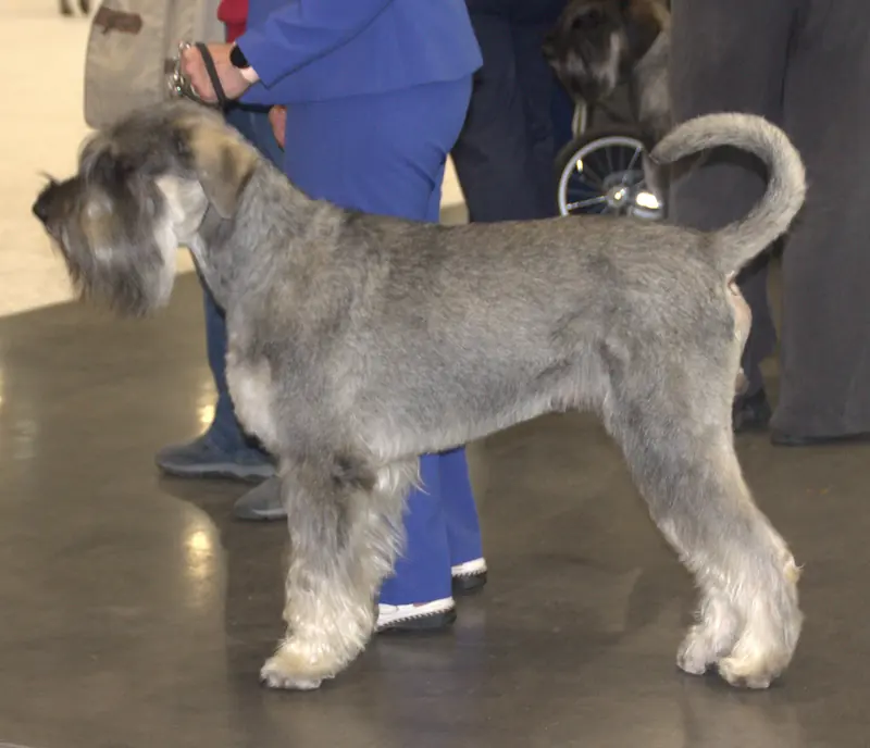 Giant Schnauzer, photo 3