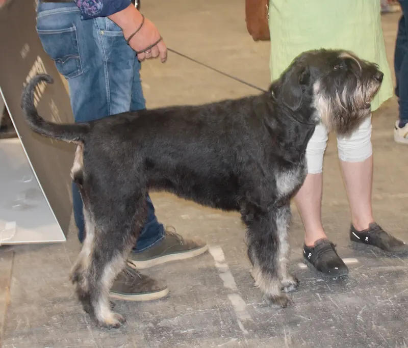 Giant Schnauzer, photo 2