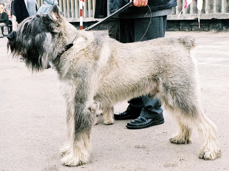 Giant Schnauzer, photo 4