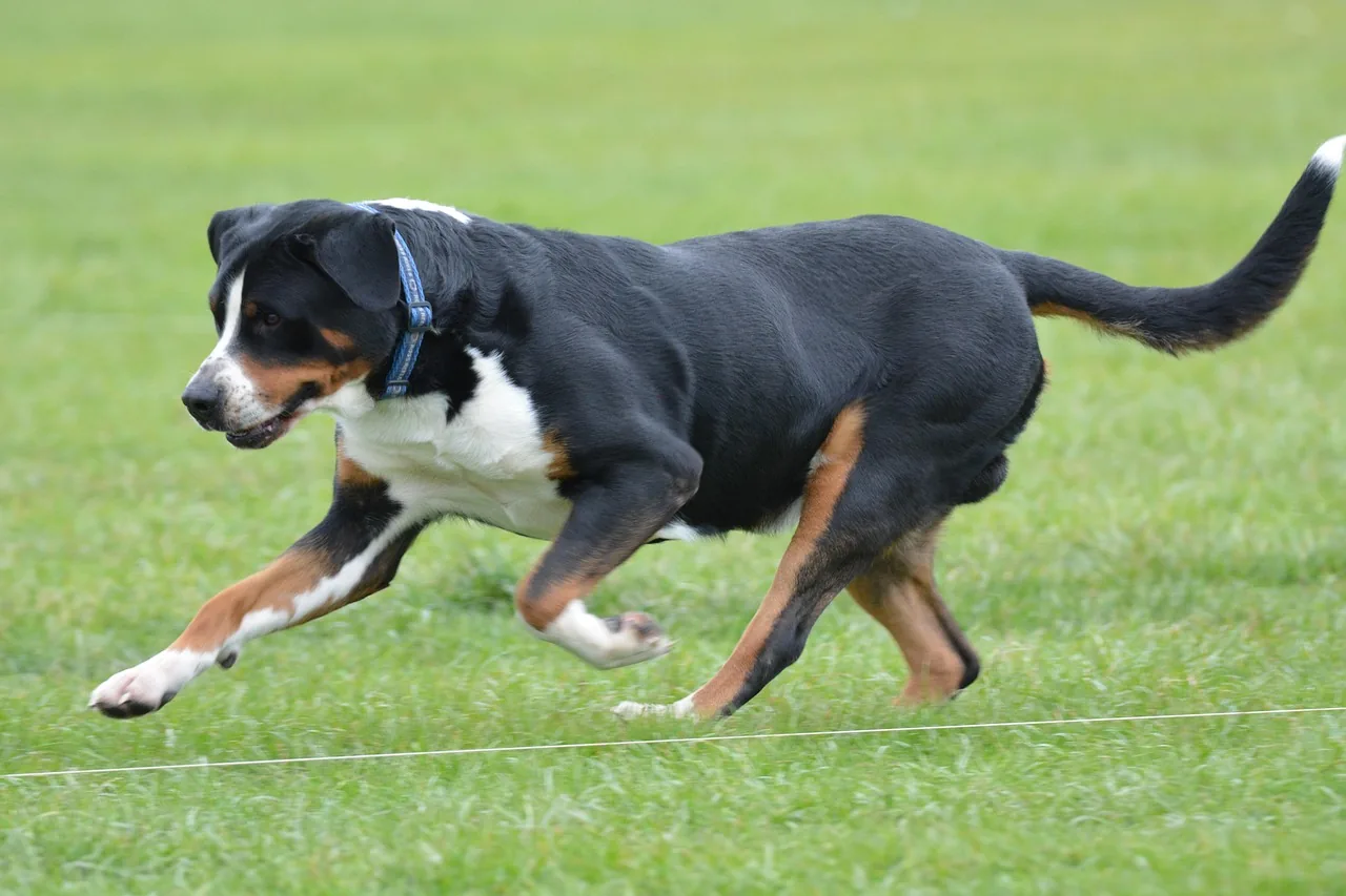 A Greater Swiss Mountain Dog