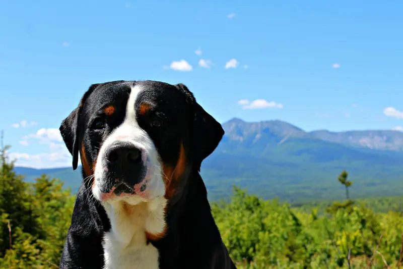 Greater Swiss Mountain Dog, photo 2