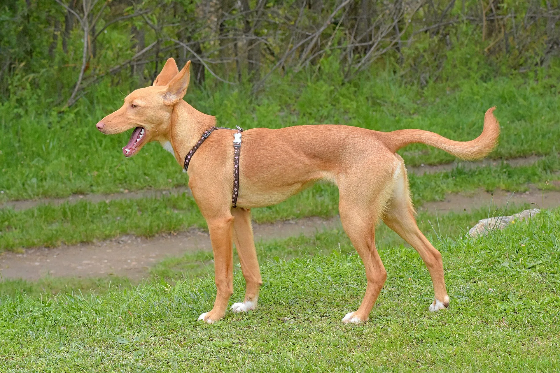 An Ibizan Hound