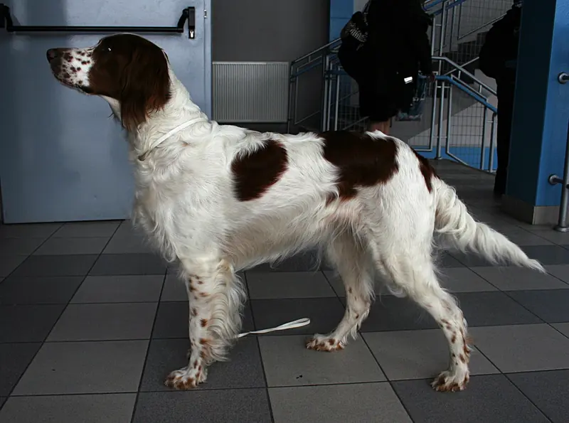 Irish Red and White Setter, photo 3