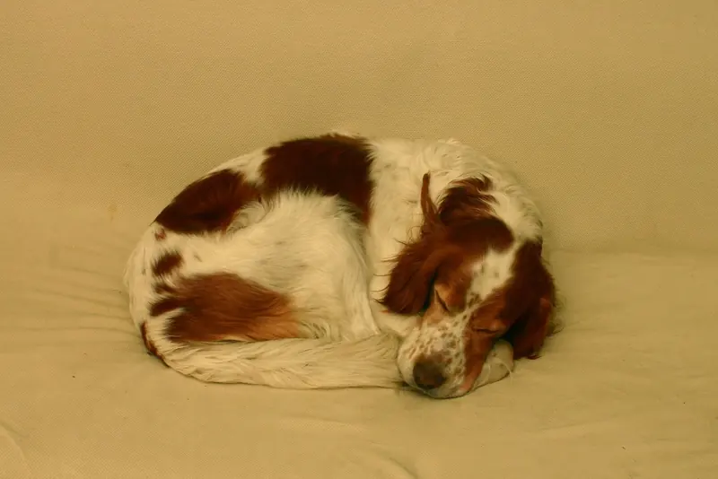 Irish Red and White Setter, photo 5