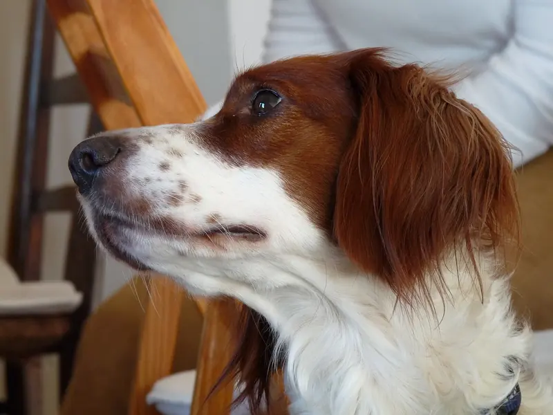 Irish Red and White Setter, photo 2