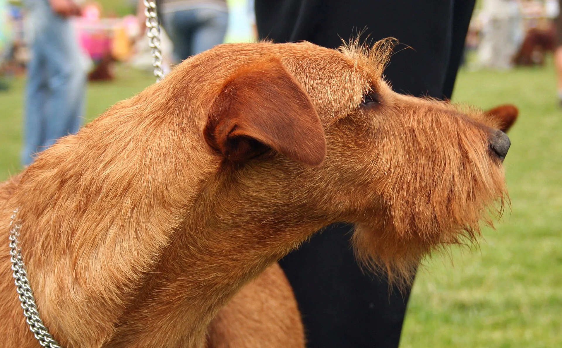 An Irish Terrier