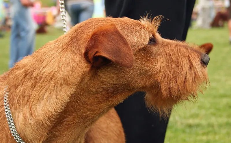 Irish Terrier, photo 3