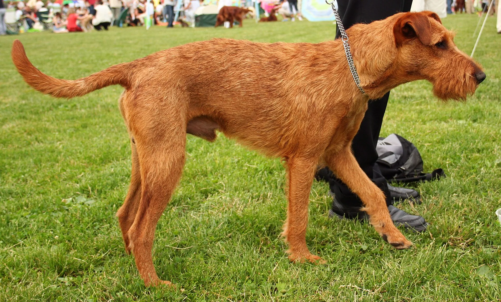 An Irish Terrier
