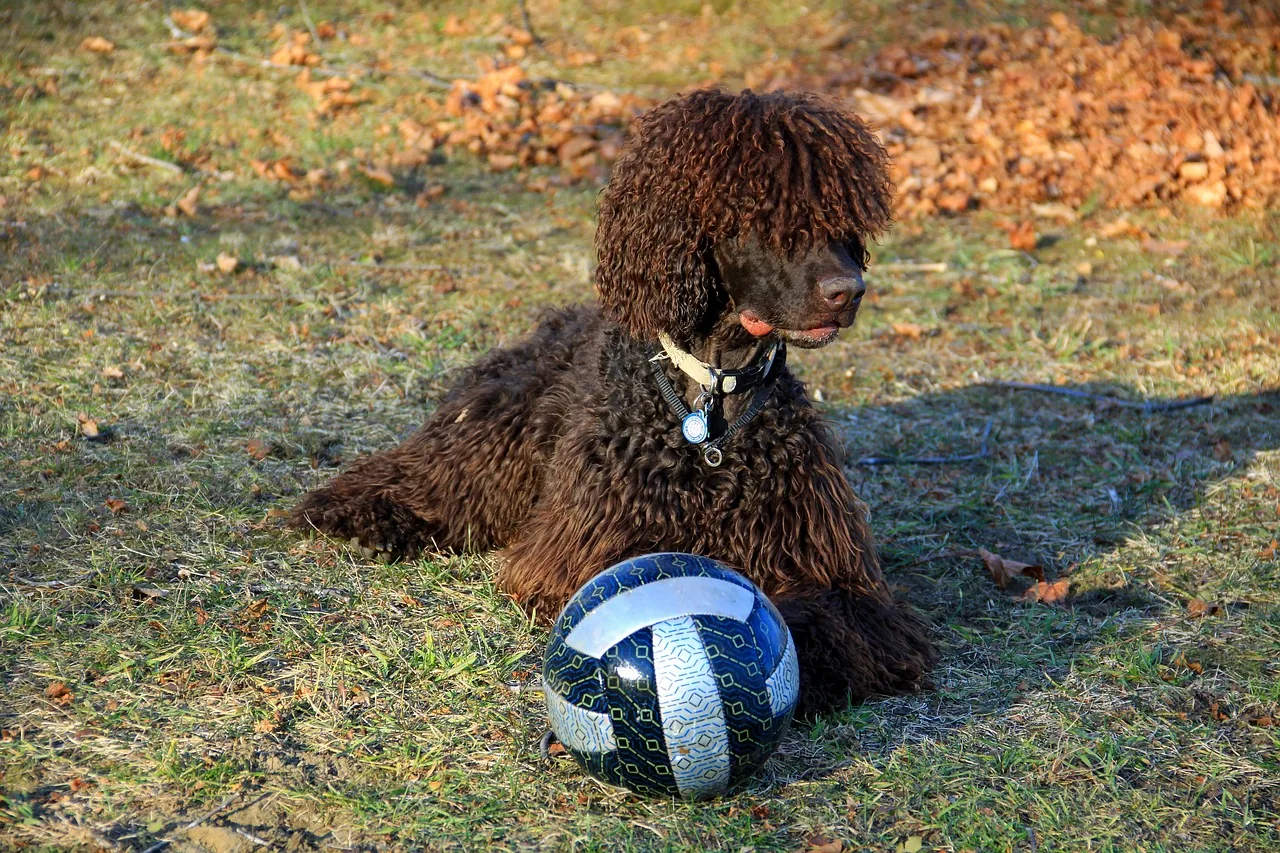 An Irish Water Spaniel