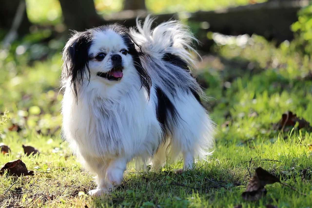 A Japanese Chin
