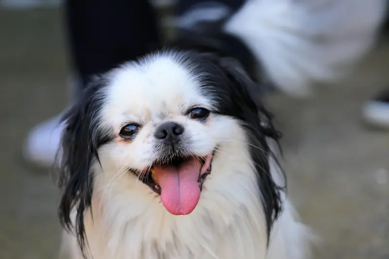 Japanese Chin, photo 4
