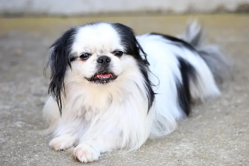 Japanese Chin, photo 2