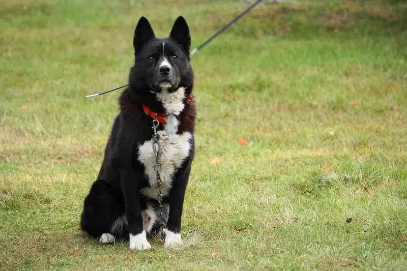 Karelian Bear Dog, photo 2