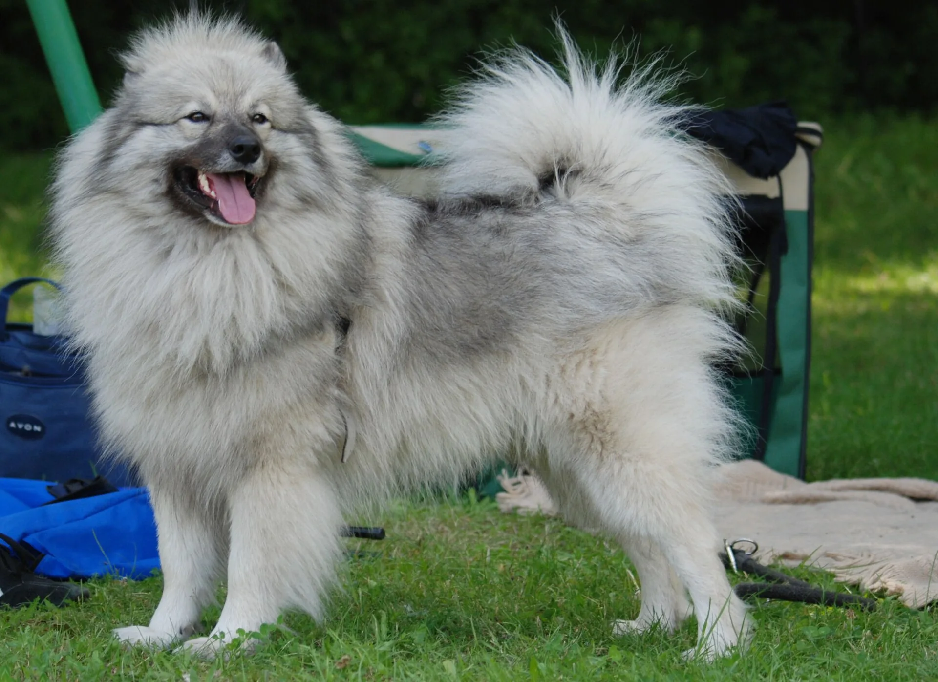 A Keeshond