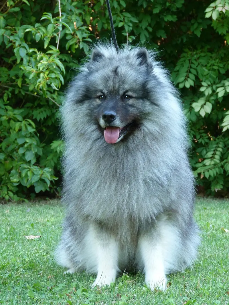 Keeshond, photo 4