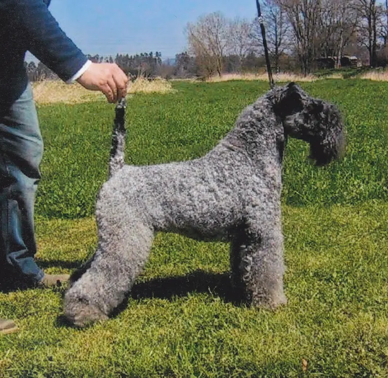 Kerry Blue Terrier, photo 3