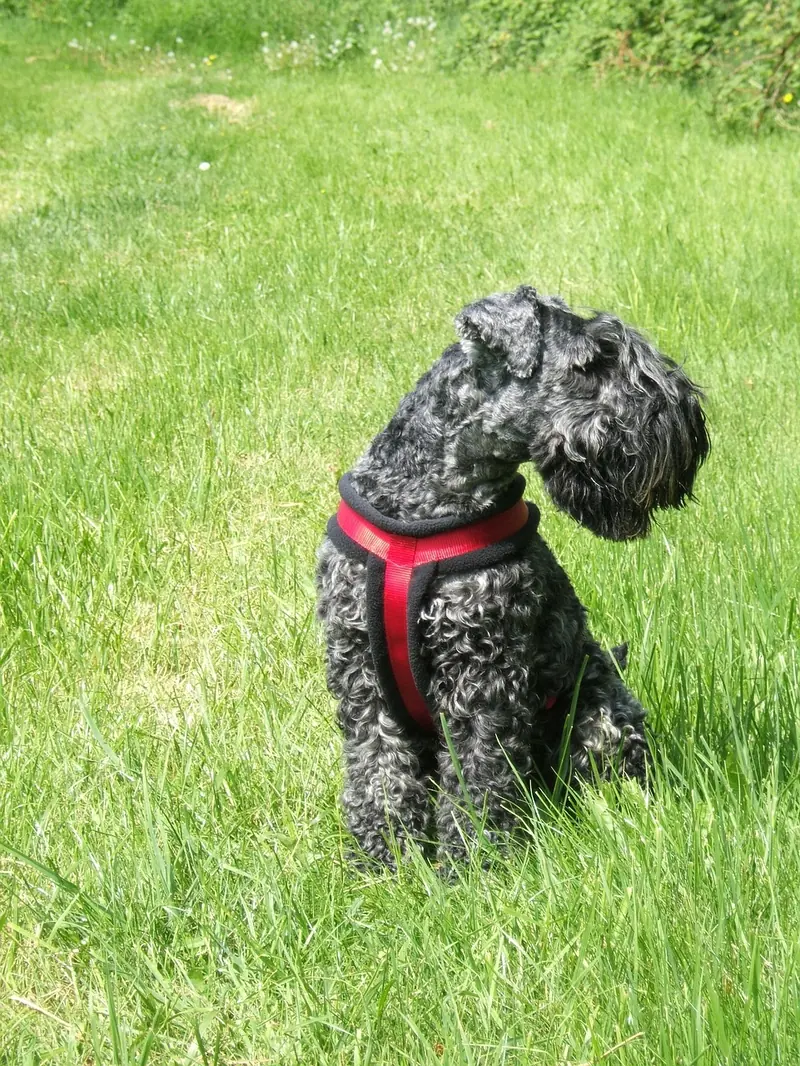 Kerry Blue Terrier, photo 5