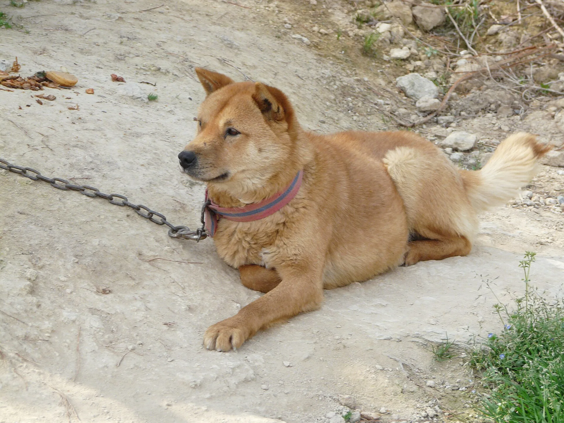 A Korean Jindo