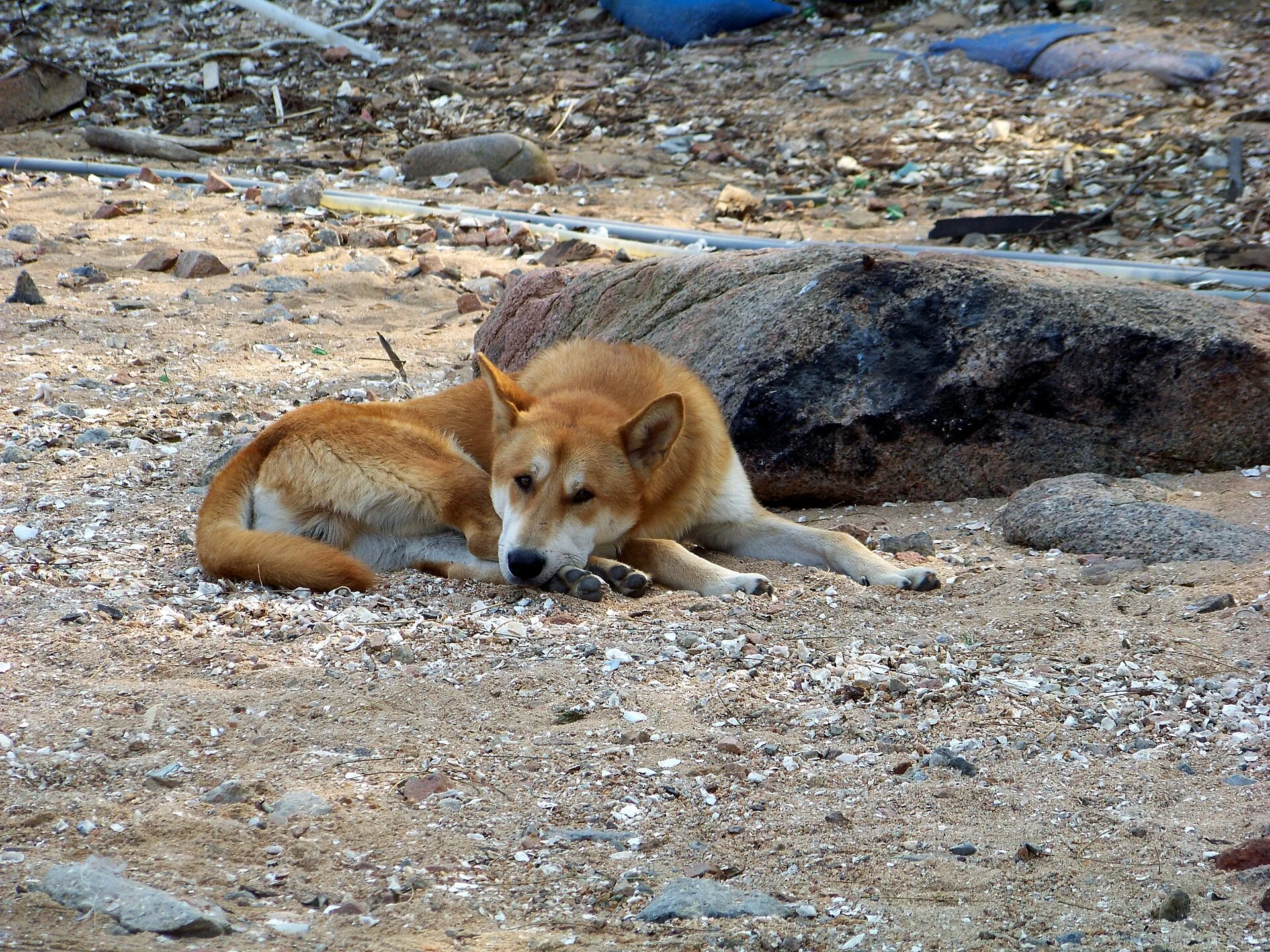 A Korean Jindo
