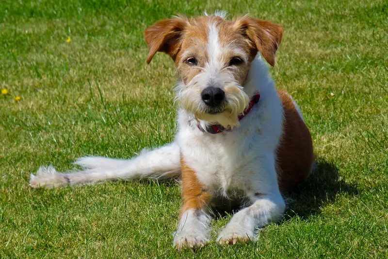 A Kromfohrländer