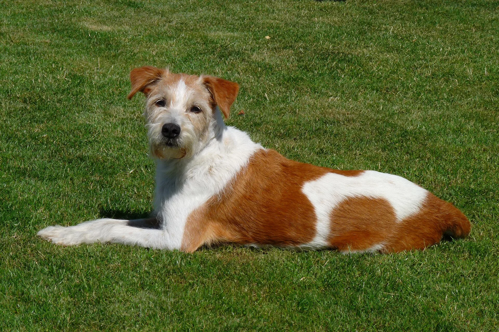 A Kromfohrländer