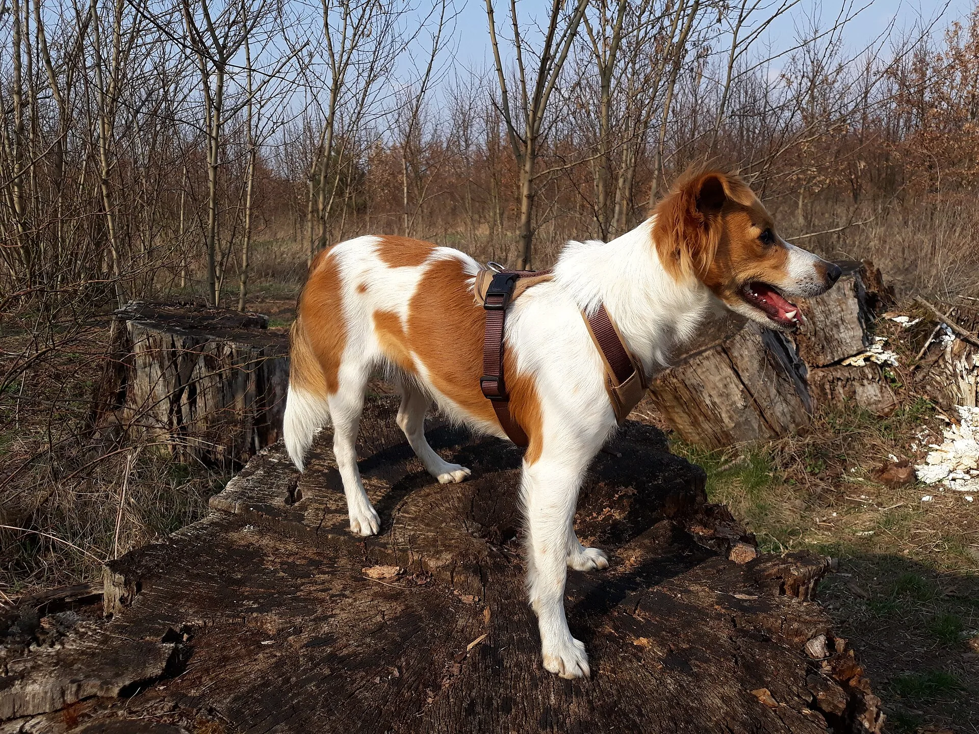 A Kromfohrländer