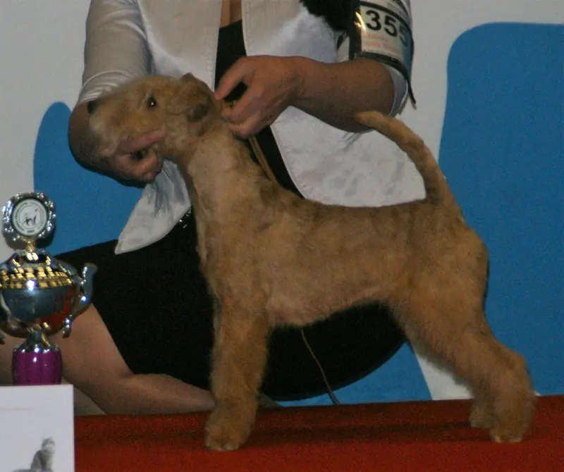 Lakeland Terrier, photo 3