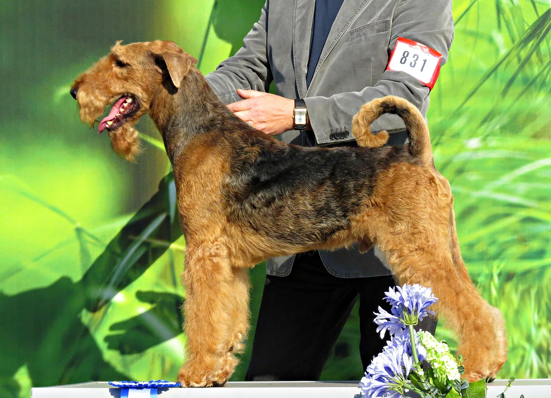 A Lakeland Terrier