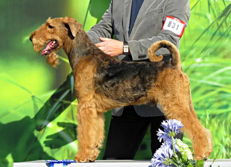 A Lakeland Terrier