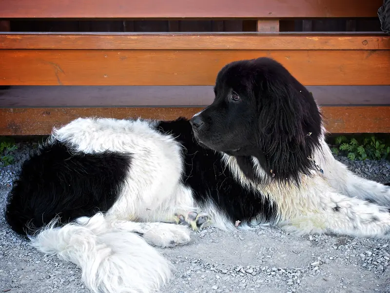 Landseer, photo 3