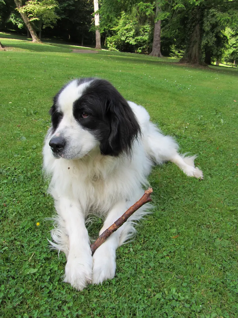 Landseer, photo 5