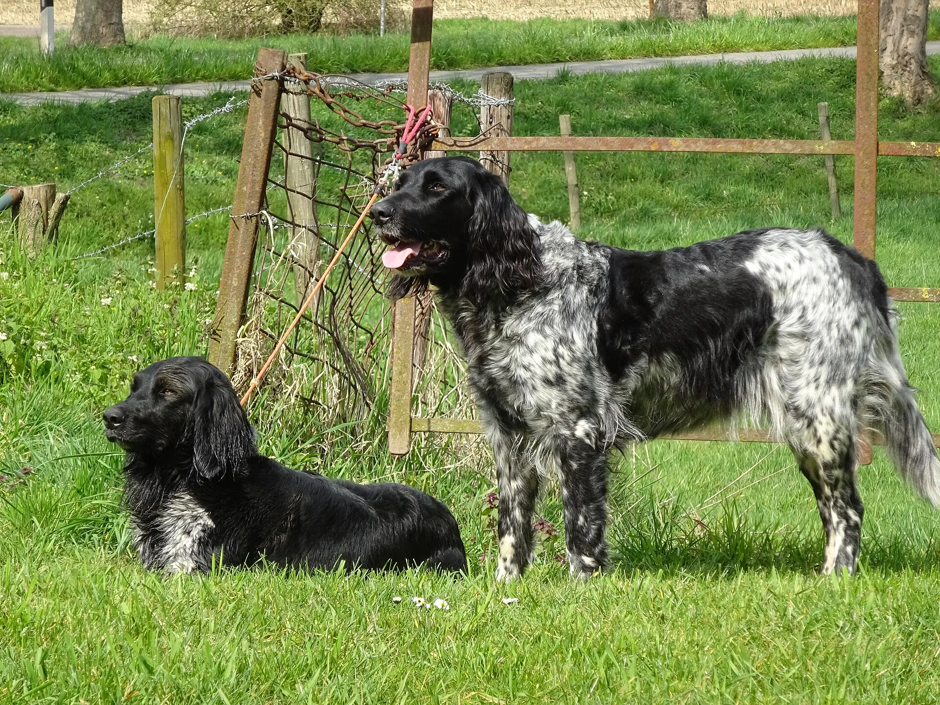 A Large Münsterländer