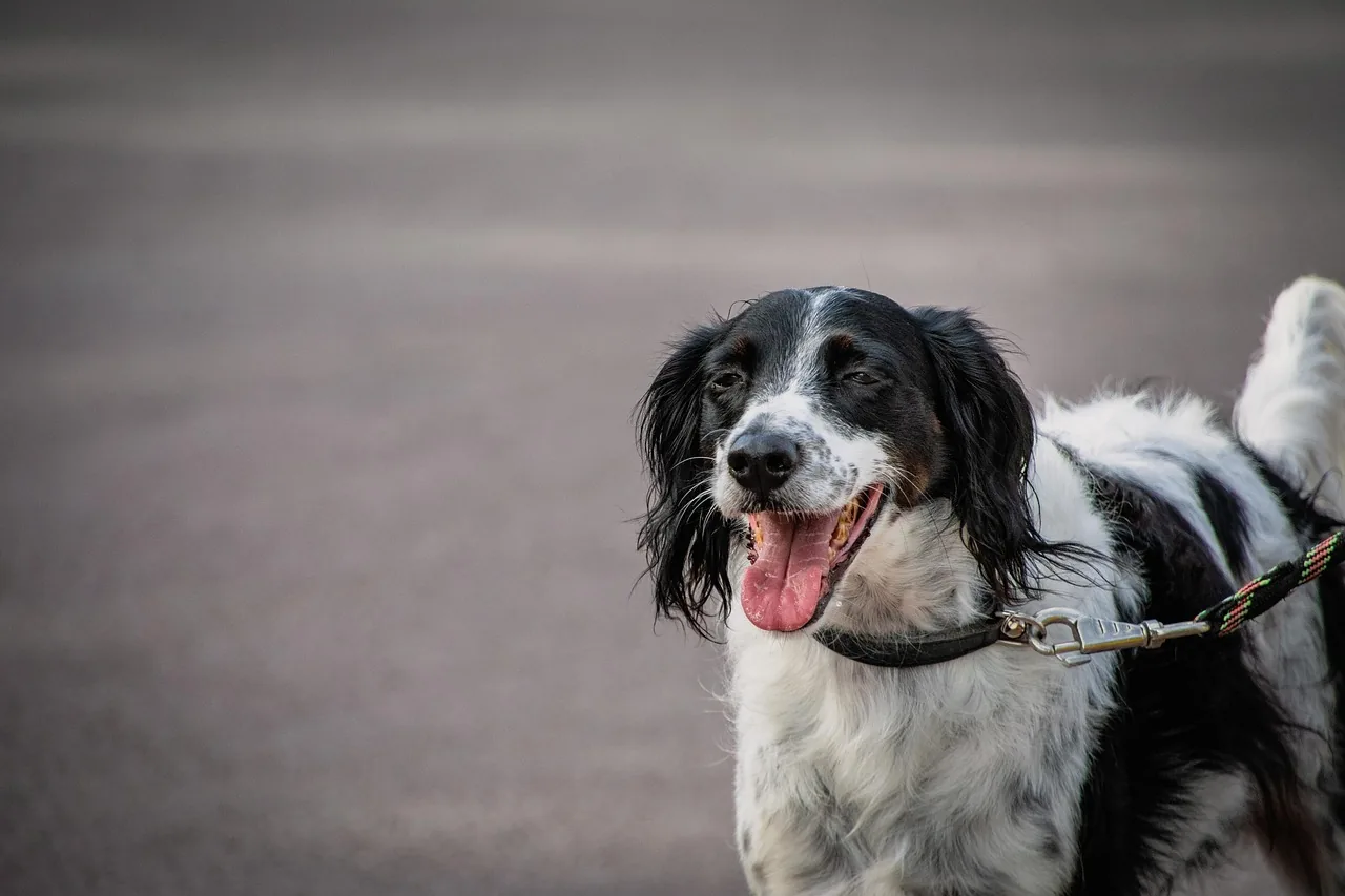 A Large Münsterländer