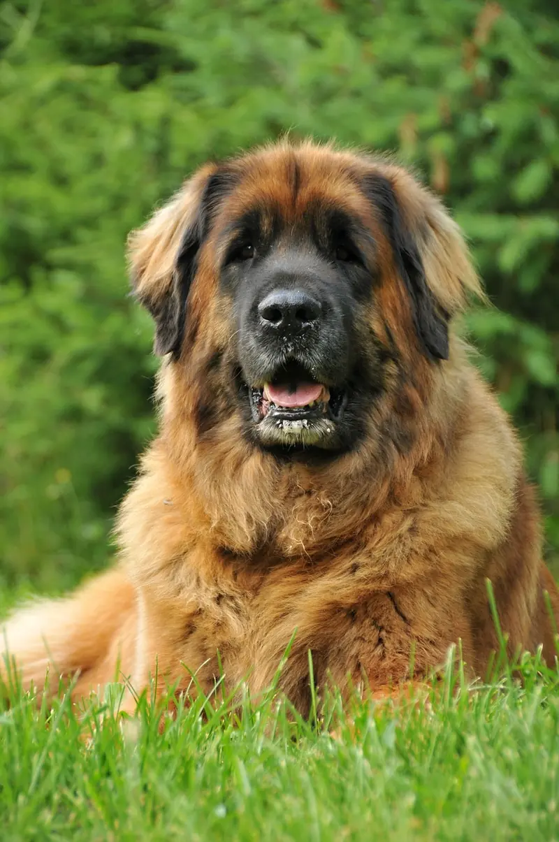 Leonberger, photo 4