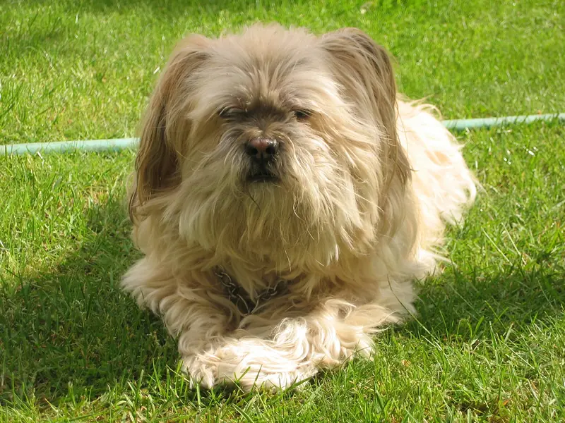 Lhasa Apso, photo 2