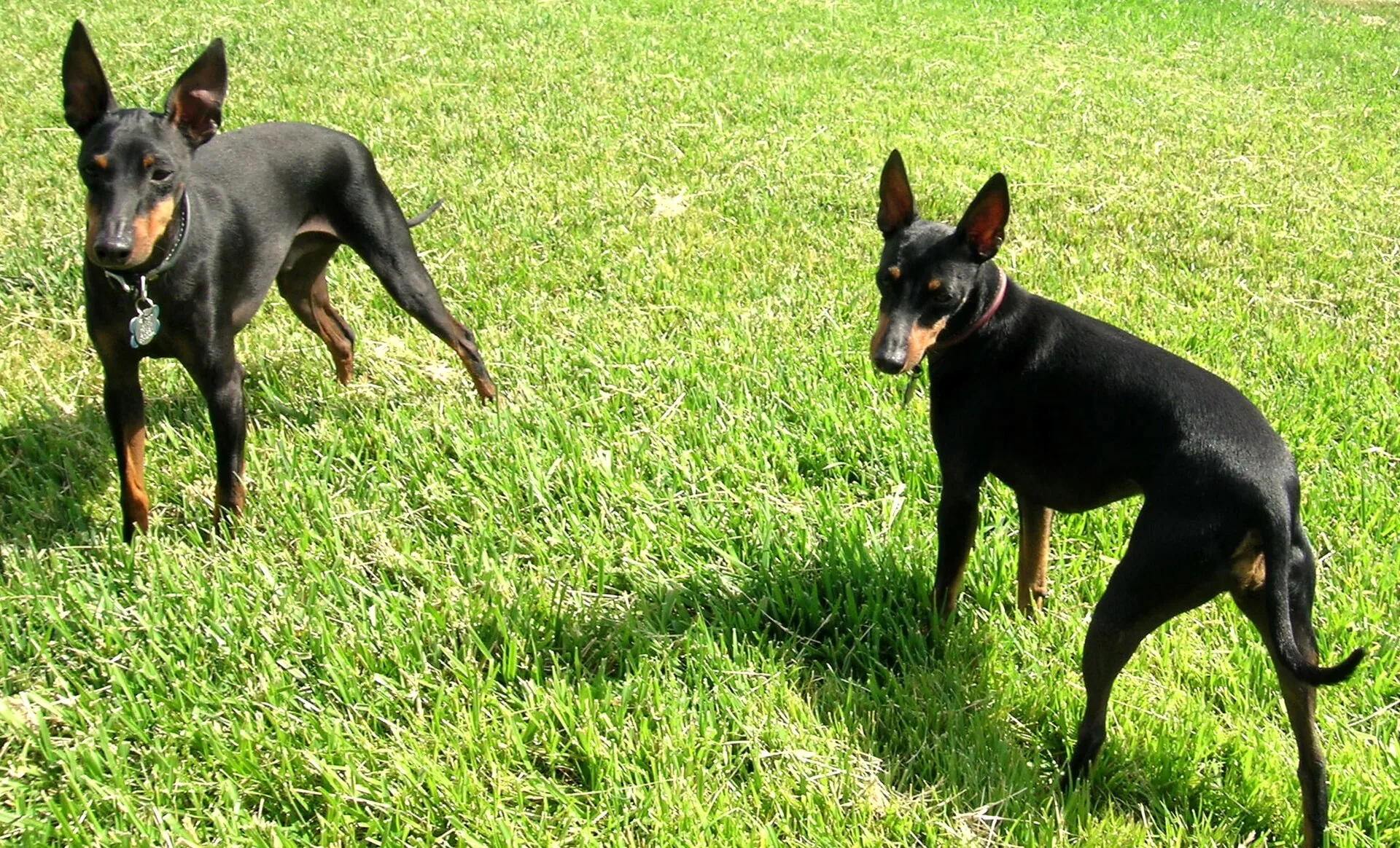 A Manchester Terrier