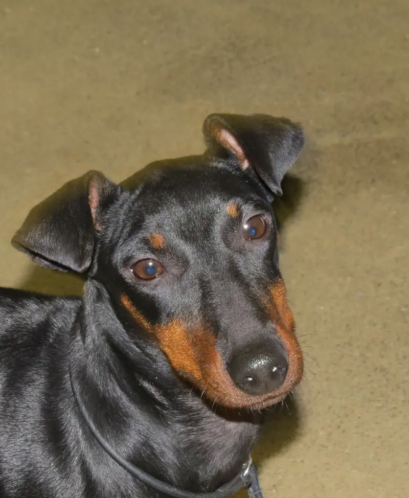 Manchester Terrier, photo 4