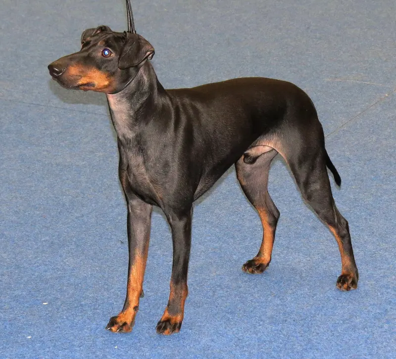 Manchester Terrier, photo 2
