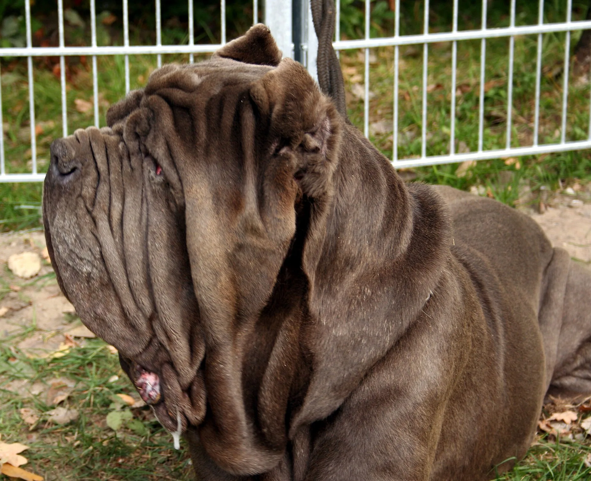 A Neapolitan Mastiff