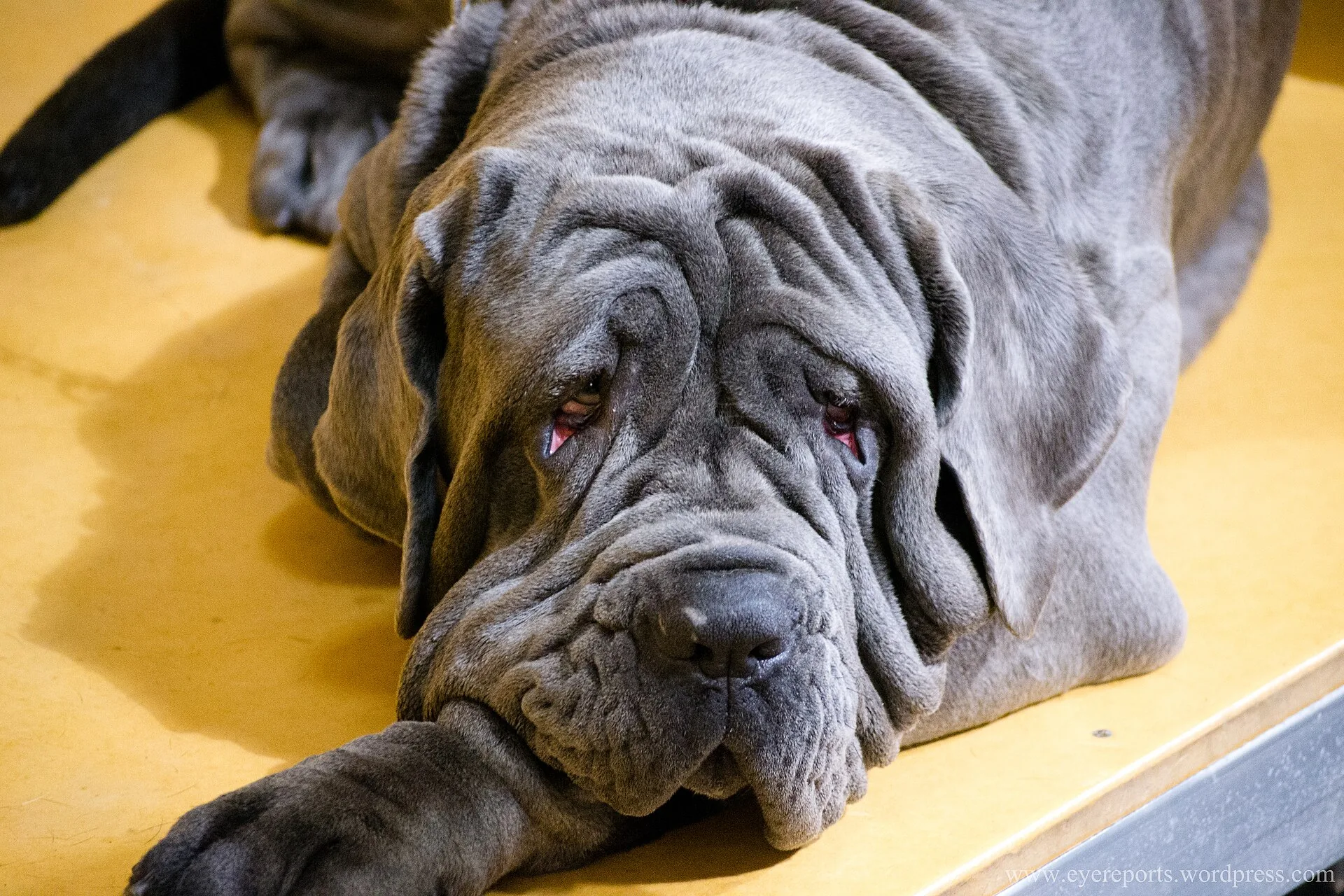 A Neapolitan Mastiff