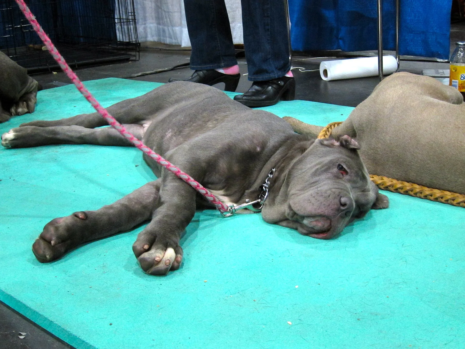 A Neapolitan Mastiff